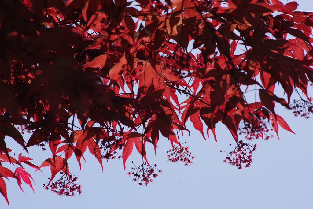 花散歩-真っ赤な椛と花