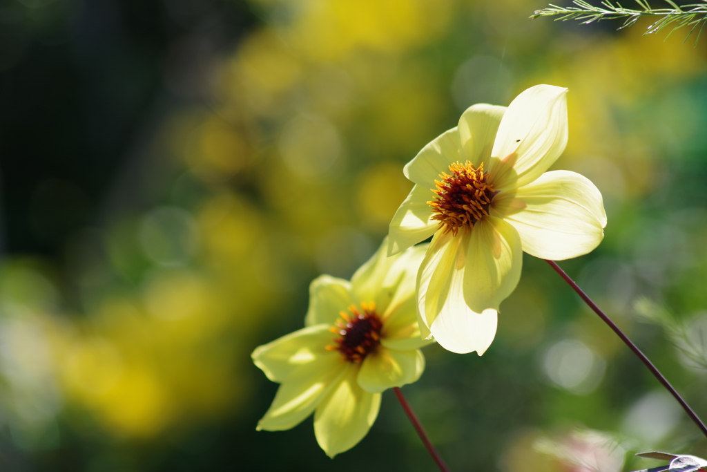 花散歩-黄色のダリア