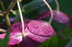 紫陽花も秋色-2