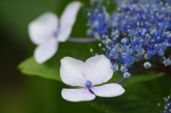 家の周りで-額紫陽花2