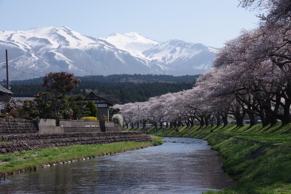 遊佐の桜-4