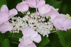 花散歩₋薄桃色の顎紫陽花