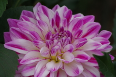 秋田のダリア-2017新作28