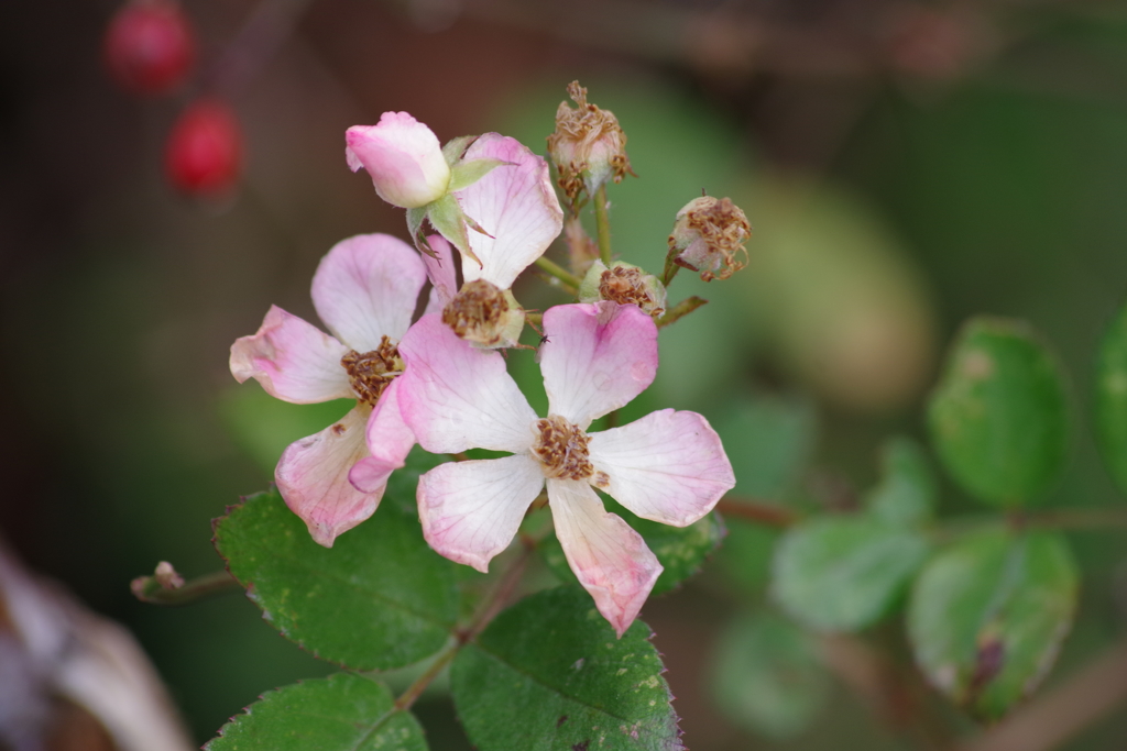 花散歩‐小さな小さな薔薇