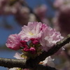 子安観音堂の桜-5