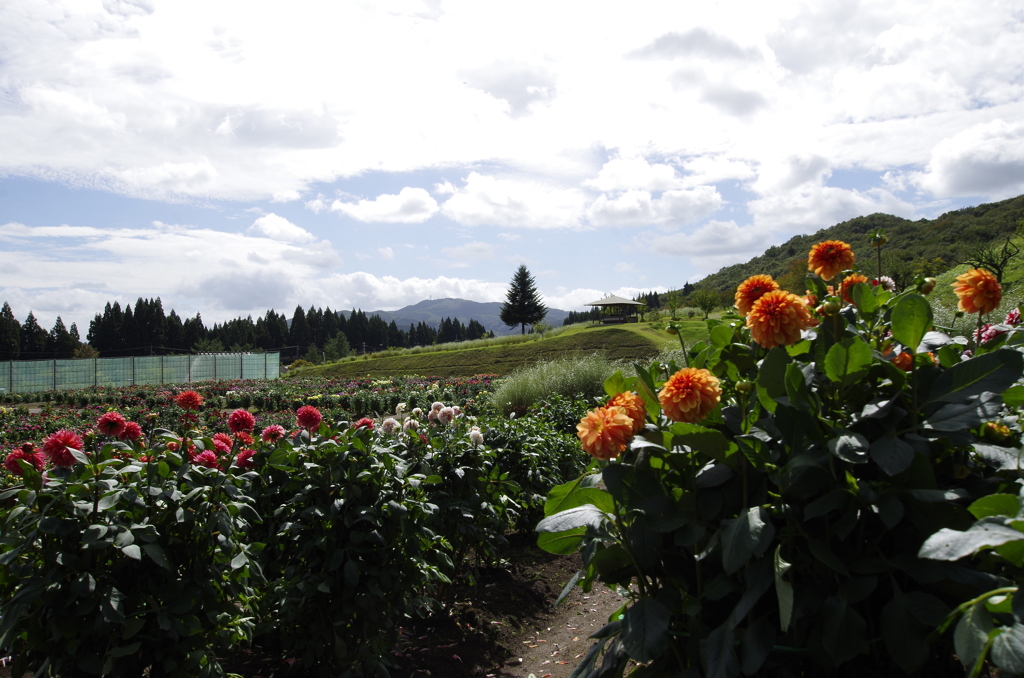 秋田国際ダリア園-5