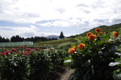 秋田国際ダリア園-5