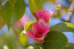 花散歩-侘助椿に蟻さんがいた