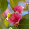 花散歩-侘助椿に蟻さんがいた