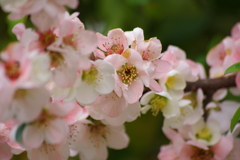 花散歩-ピンクの木瓜