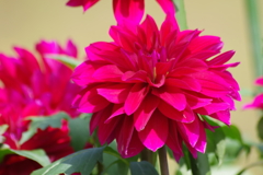 秋田ブランド-NAMAHAGEパープル