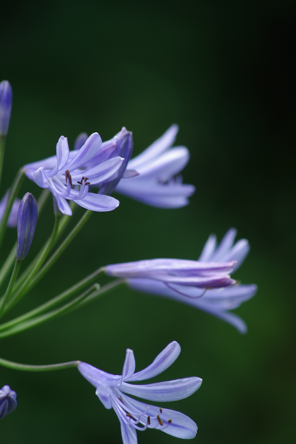 夏の忘れ物ーアガパンサス