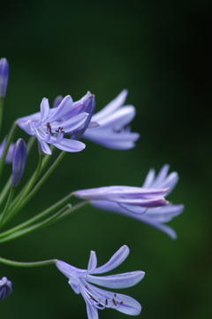 夏の忘れ物ーアガパンサス