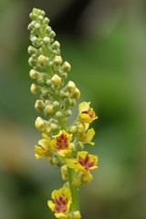 7/28 クロモーズイカ