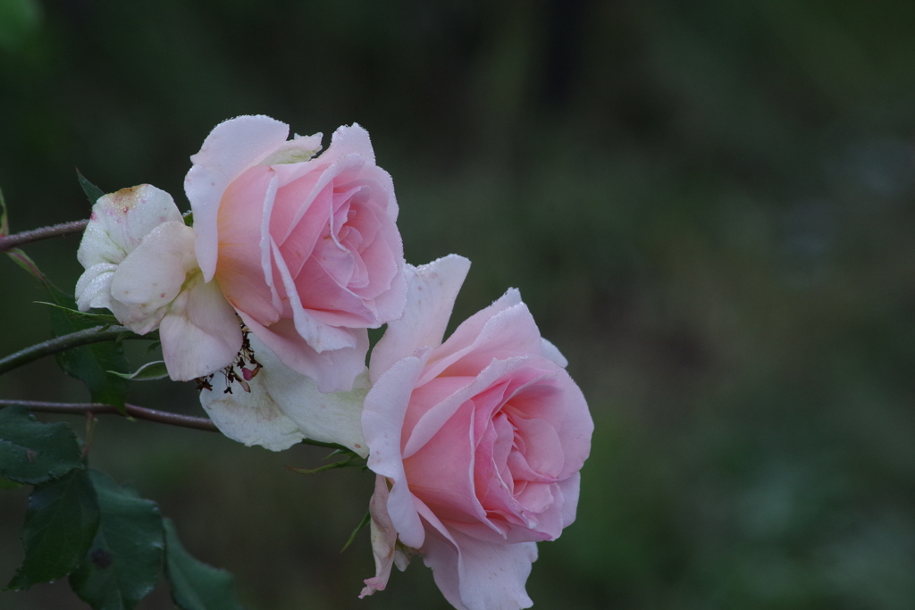 9/3 ヨハンシュトラウス