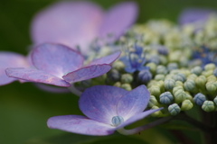 花散歩‐紫陽花13