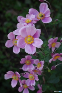 桃色の秋明菊-4