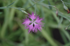 野草園で花散歩‐カワラナデシコ