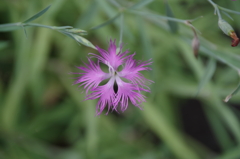 野草園で花散歩‐カワラナデシコ