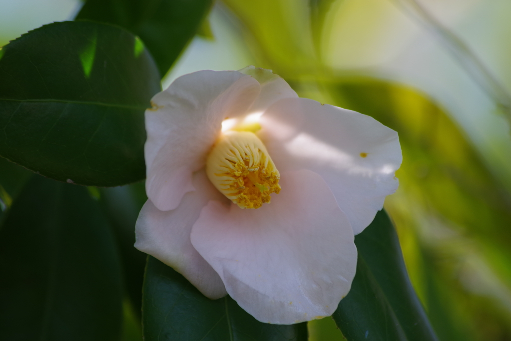 春を待ちわびて‐侘助