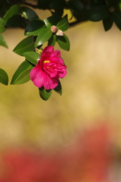 赤い山茶花