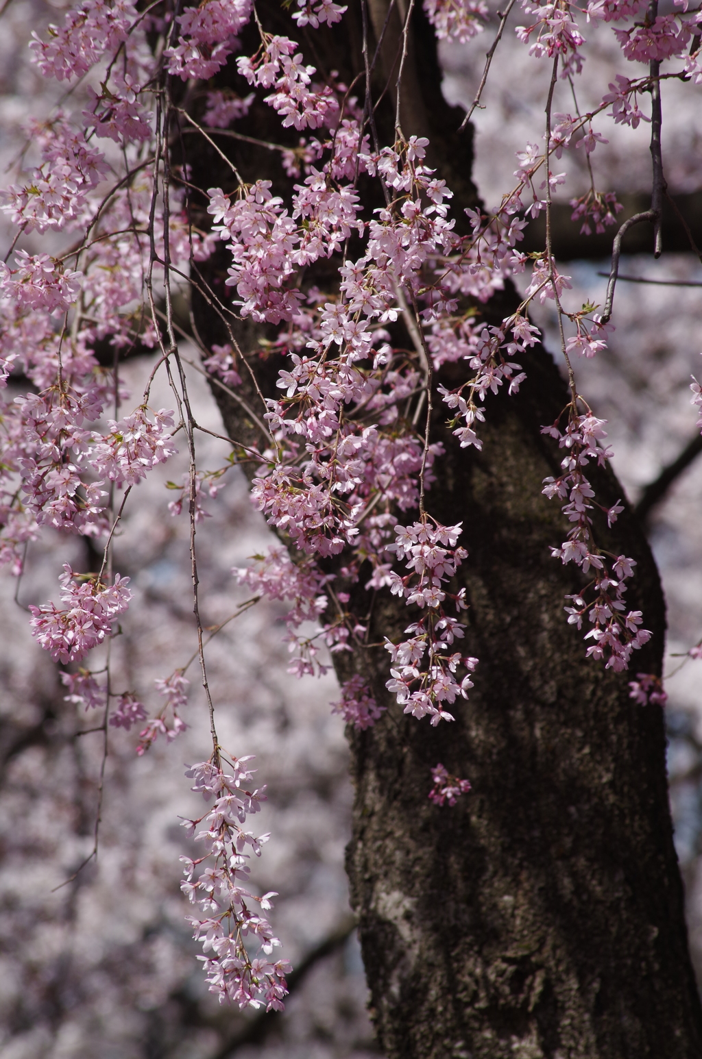 霞城の桜-2