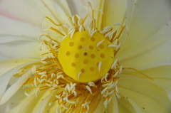 黄色い蜂巣と蕊