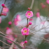 酒田の紅梅-k70の3