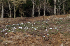白花の群落-2