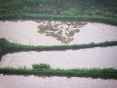 樹の影を写す棚田