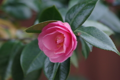 家の周りの春‐椿2