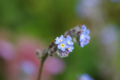 春を待つ心‐勿忘草