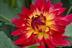 秋田のダリア‐6