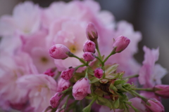 山形の桜尽くし-12