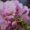山形の桜尽くし-12
