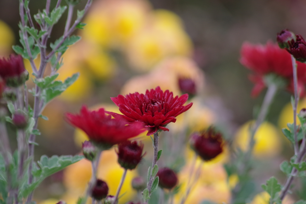 花散歩‐赤い小菊