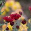 花散歩‐赤い小菊