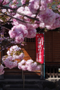 山形の桜尽くし-9