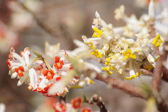 花散歩‐赤花と黄花のミツマタ