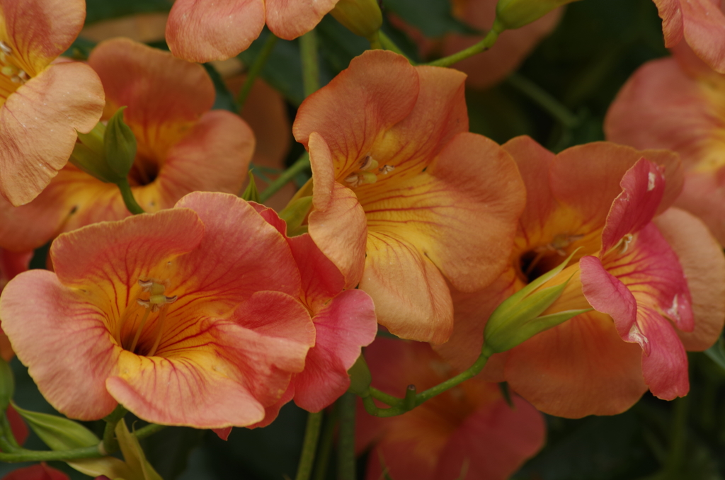 2018.7.14の花散歩‐ノウゼンカズラ