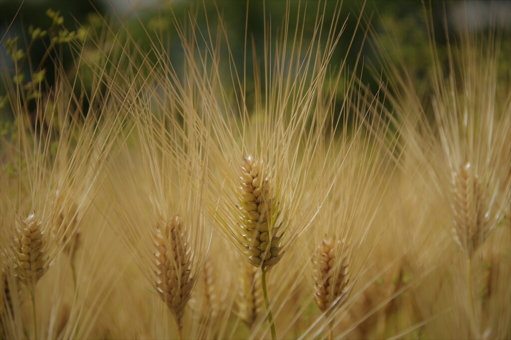 六月の花散歩‐六条大麦の秋