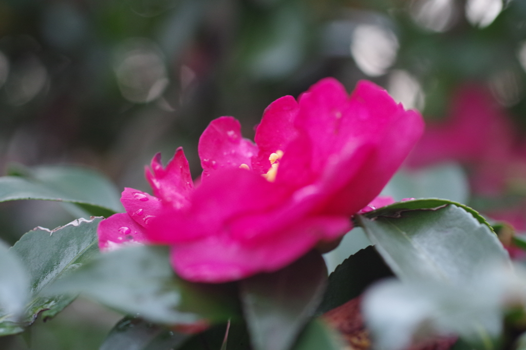 山茶花赤く