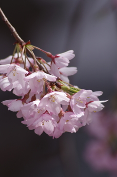 光禅寺の枝垂れ桜-4