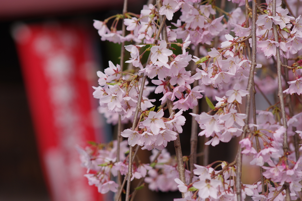 光禅寺の枝垂れ桜1