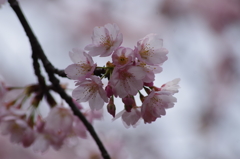 ちょっとお先に-大寒桜2