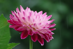 秋田のダリア-16・340