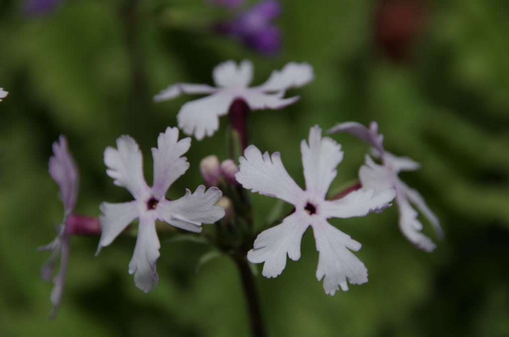 日本桜草‐白蜻蛉