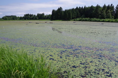 じゅん菜沼