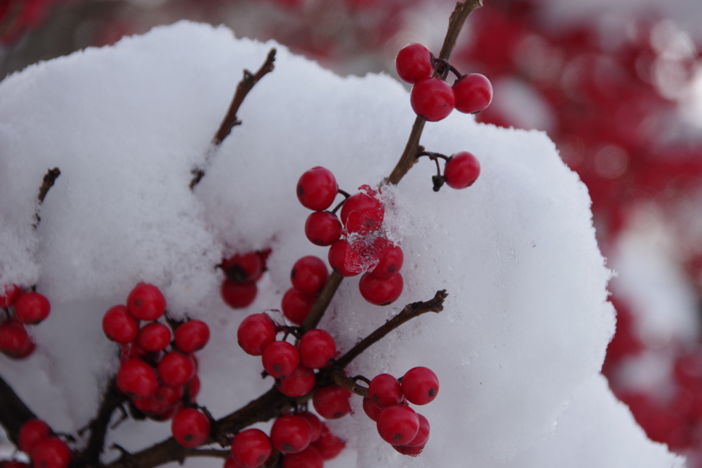 正月三日の雪とウメモドキ2