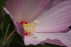 花散歩‐アメリカフヨウ